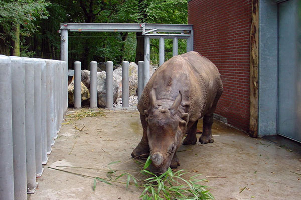 Automatización de puertas para el recinto de los rinocerontes en un zoo